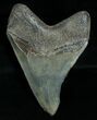 Megalodon Tooth - Serrated #6381-2